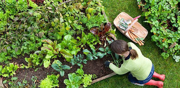 Create your own Veg Patch and Money